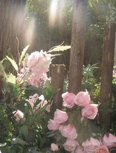 some pink flowers are in the middle of green plants and wood posts with sunlight shining through them