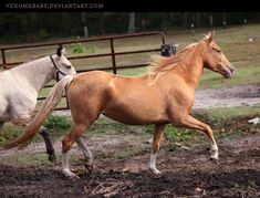 two horses are trotting in the dirt near a fence and some grass on the ground