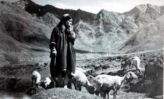 an old black and white photo of a man standing in front of some sheep with mountains in the background