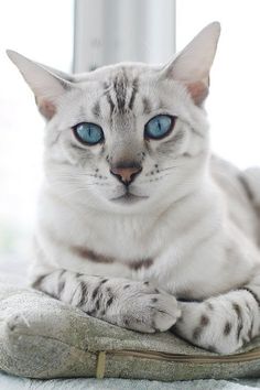 a white cat with blue eyes laying on top of a pillow in front of a window