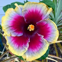 a purple and yellow flower with green leaves