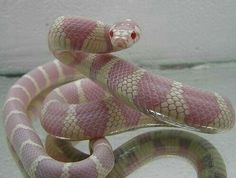 a pink and white snake is curled up on its hind legs, looking at the camera