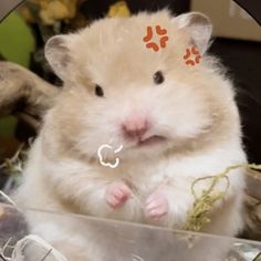 a hamster with an orange sticker on it's head