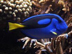 a blue and yellow fish is swimming among corals