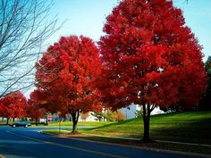 trees with red leaves line the street on a sunny day