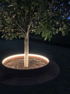 an illuminated tree in a planter at night