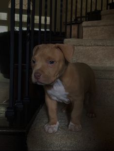 a brown and white dog standing on top of stairs