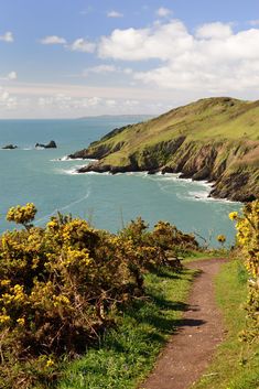 a path leading down to the ocean with yellow flowers on it and cliffs in the background