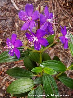 purple flowers with green leaves on the ground