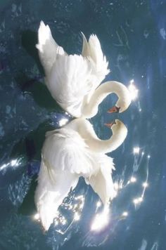 two white swans swimming in the water together