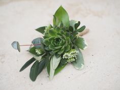 a plant with green leaves and white flowers on the ground in front of a wall