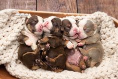 four puppies are huddled together in a basket