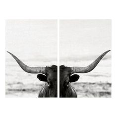 two black and white images of an animal with long horns