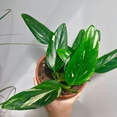 a potted plant with green leaves on the side of a wall next to a hand