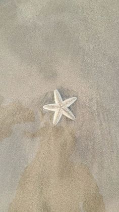 a white starfish on the sand with its reflection in it's water surface