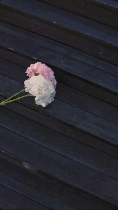 a single white and pink carnation sitting on top of a wooden bench