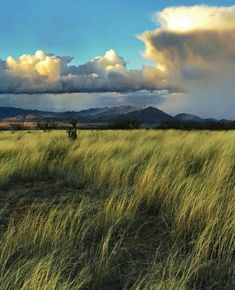 an open field with tall grass and mountains in the distance under a cloudy blue sky