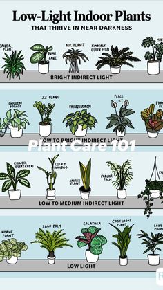 the different types of houseplants and how they are used to care for them