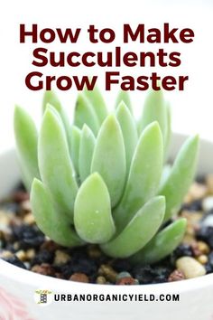 a close up of a plant with text overlay reading how to make succulents grow faster