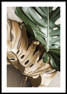 a large green leaf on top of a white floor next to a black and gold plant