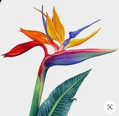 a painting of a bird of paradise flower