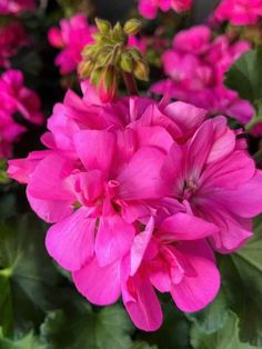 Pretty Pink Geraniums: Hanging Blossoms for Your Garden Pink Geranium, Annual Garden, Flowers Hanging, Geranium Flower, Different Shades Of Pink, How To Attract Hummingbirds, Low Maintenance Plants, Pink Petals, Perfect Plants