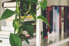 a green plant is growing on the side of a book shelf next to some books