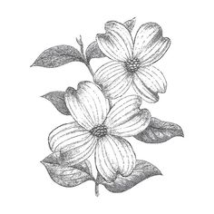 Dogwood Tattoo, Dogwood Flower Tattoos, Dogwood Flower, Hampton Art, Dogwood Flowers, Tattoo Bracelet, Wood Stamp, Flower Tattoo Designs, Cherry On Top