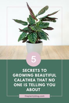 a potted plant with the words 5 secrets to growing beautiful calathea that no one is telling you about