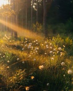 the sun shines brightly through the trees and grass in this field full of dandelions