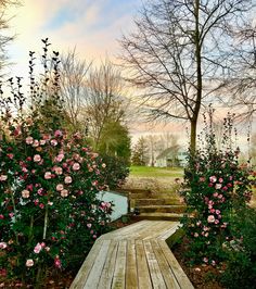 a wooden walkway surrounded by pink flowers in front of some trees and bushes on a cloudy day