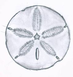 a drawing of a sand dollar with leaves on it