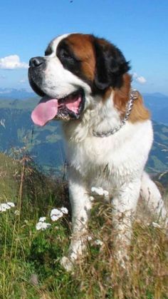 a brown and white dog sitting on top of a grass covered hillside