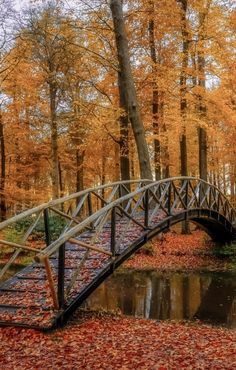 a wooden bridge over a small pond surrounded by trees with autumn leaves on the ground