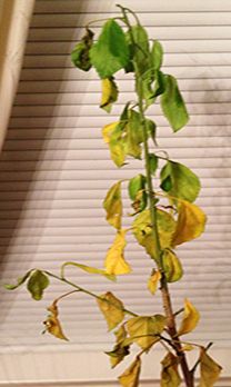 a potted plant in front of a window