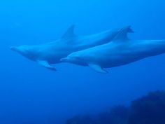 two large white dolphins swimming in the ocean