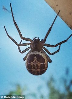 a large spider hanging upside down on the side of a building