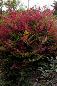 a bush with red and green leaves is in the middle of a garden path, surrounded by shrubbery