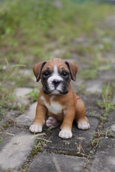 a brown and white puppy sitting on top of a brick walkway