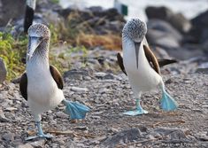 two blue footed birds standing on rocks near the water and grass with their beaks open