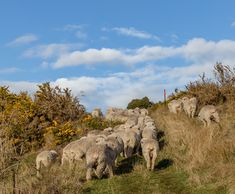 a herd of sheep walking up a grassy hill on a sunny day with blue skies and clouds in the background