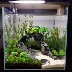 an aquarium with plants and rocks in it