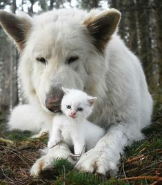 a large white dog laying next to a small white kitten