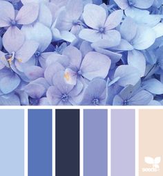 the color scheme is blue and has purple flowers