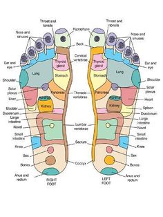 size: 12x9in Photographic Print: Reflexology Foot Map, Artwork by Peter Gardiner : Punkty Spustowe, Autogenic Training, Reflexology Foot Chart, Foot Reflexology Massage, Reflexology Chart, Reflexology Massage, Map Artwork, Foot Reflexology, Science Photos