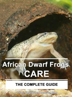 African Frog Tank, Aquatic Frog Tank, Aquaponic Aquarium, Frog Aquarium, Planted Betta Tank