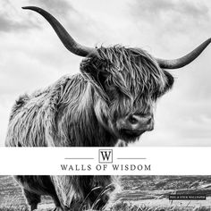 a black and white photo of a long haired cow