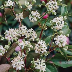 white flowers are blooming on green leaves