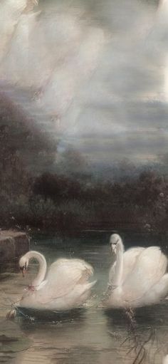 two white swans swimming in the water under a cloudy sky