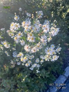 the sun is shining on some white flowers